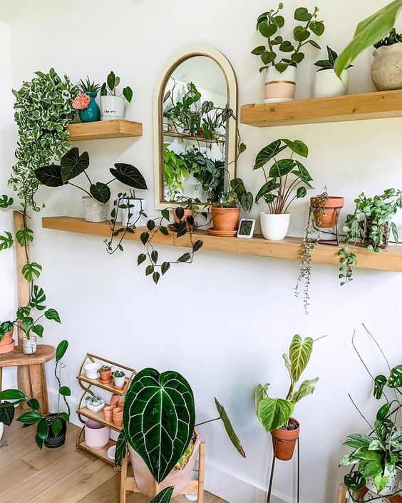 open shelves with potted greenery and plants will refresh any space and make any room look like orangery