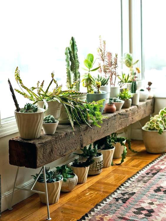 a rough wooden bench used as a plant stand for lots of various potted succulents, cacti and other plants is amazing