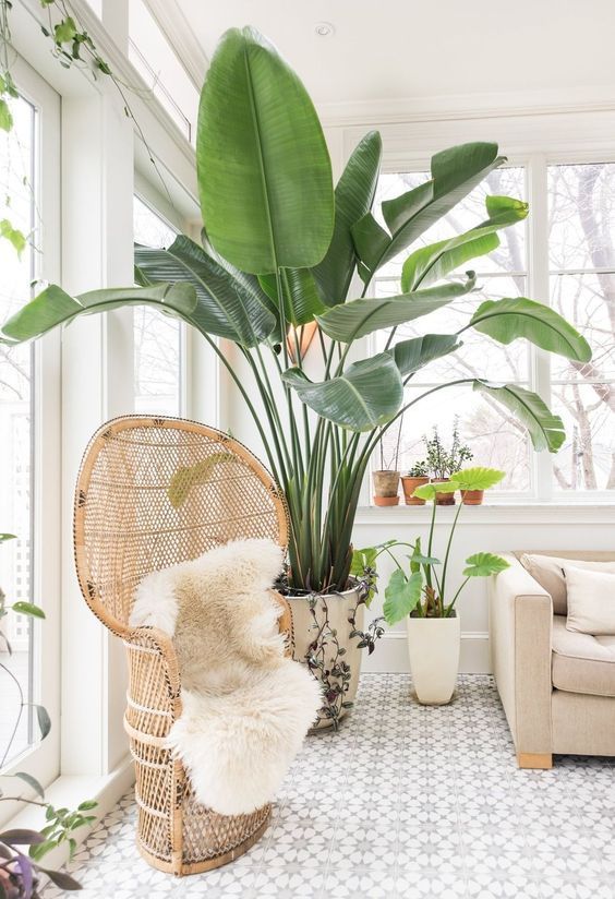 oversized statement plants are always a good idea to accent any space, put on in the corner and the room will be gorgeous