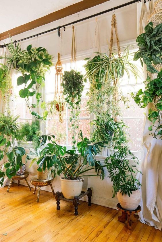 a real jungle with standing and hanging plants will refresh and enliven any space and make it gorgeous