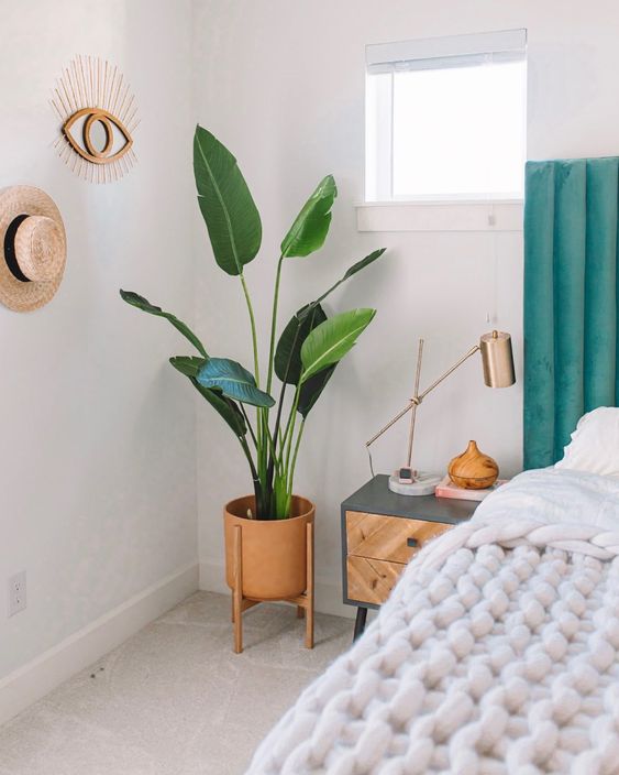 a statement plant in the corner of your room will instantly make your room cooler and bolder and will add a fresh touch to the room