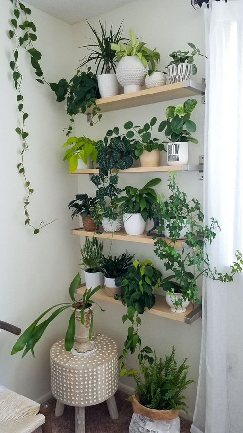 open shelves with lots of potted greenery and succulents is a cool idea for a modern and fresh space