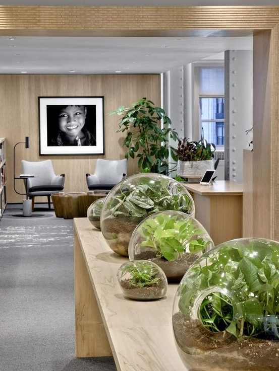 a contemporary biophilic space with large jars with growing greenery - such cool terrariums are a hot idea