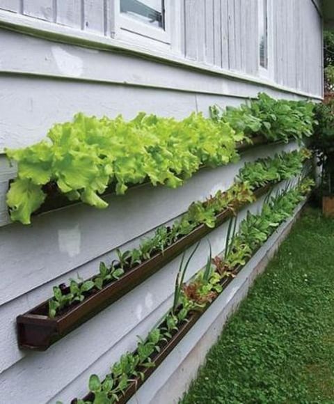 a gutter garden attached to the wall is ideal to grow some herbs if you have no space in the garden at all
