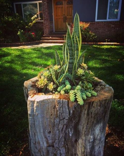 a creative tree stump planter with various types of succulents is a lovely idea for a rustic garden or outdoor space, use your old stump to make one