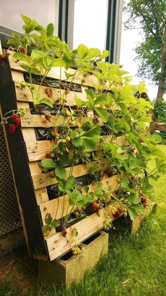 a vertical pallet garden for strawberry is a great idea for any rustic space, and great if you love to DIY