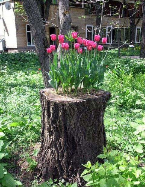 a tree stump turned into a planter for tulips is a lovely idea for any garden, it looks chic and bright and brings interest to the space