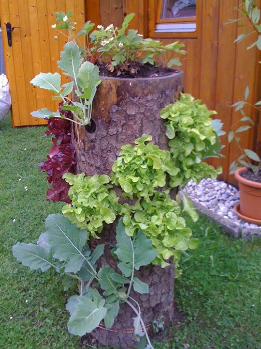 a tree stump with greenery and blooms is a creative idea that can substitute a usual planter and let you repurpose