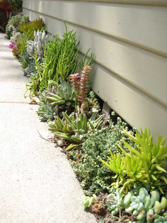 greenery, succulents and blooms along the edge of the house are a pretty way to get some plants and greenery without designing a lawn
