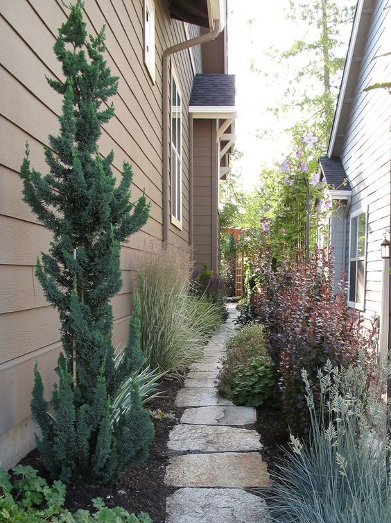 skinny conifers and various textural plants are ideal for this tight space, it's not a real garden but enough for refreshing it skinny conifers and various textural plants are ideal for this tight space, it's not a real garden but enough for refreshing it