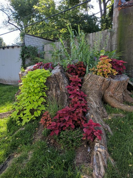 a giant tree stump turned into a real mini garden is a gorgeous way to make use of your old tree stump that may seem an eye sore