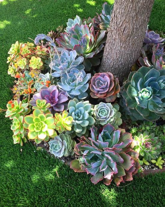a tree wrapped with lots of various succulents is a gorgeous idea for garden landscaping, and to save succulents from excessive sunshine