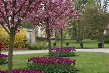 03 purple tulips surrounding cherry trees match in color and add interest to the garden making it bolder