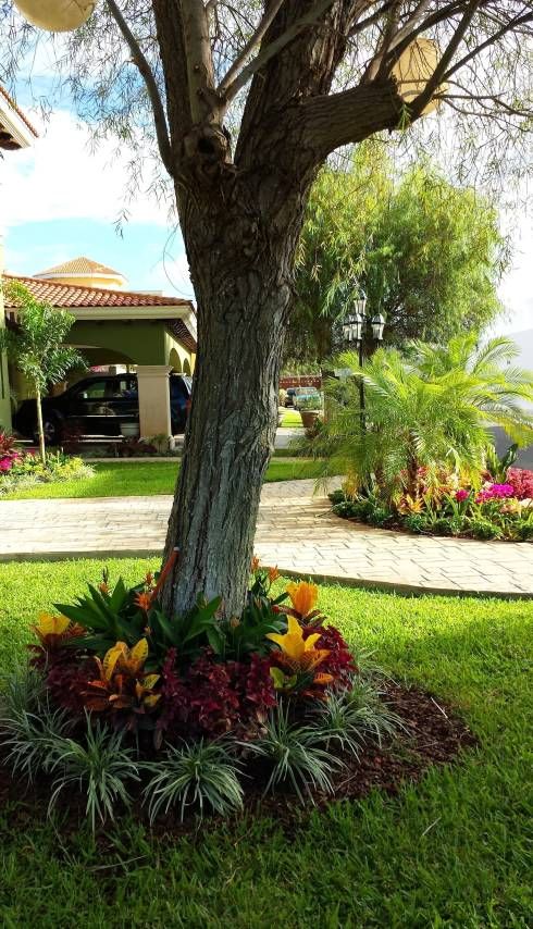 a tree wrapped with bold blooms and leaves around is a lovely idea to accent your tree and let the blooms that don't require much sunshine grow