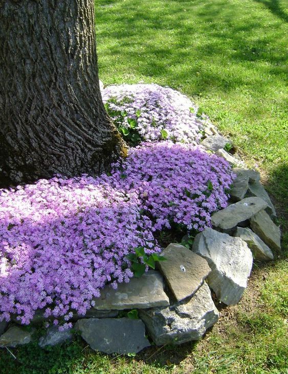 a raised garden bed around the tree, with large rocks and purple blooms makes the tree stand out more and adds glam to it