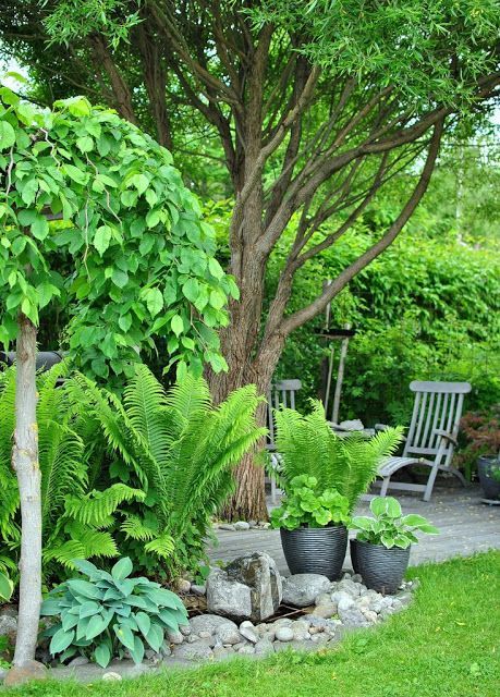 a deck around a living tree, with potted plants, shrubs and lots of pebbles around is a very welcoming space to have a rest