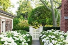 a beautiful front yard path lined up with greenery and white blooms all around for a neat and elegant look