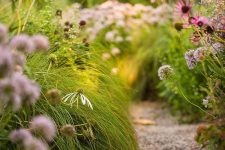 a lovely gravel pathway surrounded with tall grasses and pink blooms is a cool idea for a garden that isn’t intended to look too formal