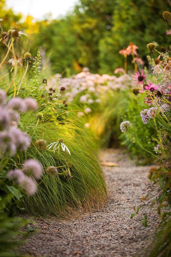 a lovely gravel pathway surrounded with tall grasses and pink blooms is a cool idea for a garden that isn't intended to look too formal