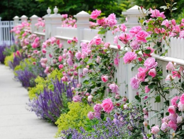 a lovely white picket fence with lush pink, purple and neon yellow blooms growing along the fence