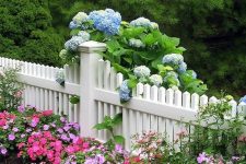 a pretty white picket fence with blue hydrangea and pink impatients for raising curb appeal