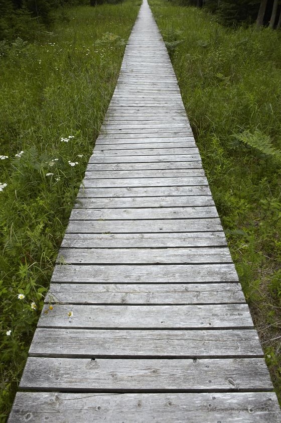 a rustic wooden pathway with greenery and wildflowers around is a perfect idea for any rustic or shabby chic space a rustic wooden pathway with greenery and wildflowers around is a perfect idea for any rustic or shabby chic space