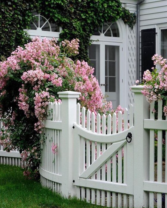 a white picket fence with lush pink blooms that contrast and highlight the space with their volume and bright colors