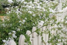 a white picket fence with lush white blooms growing along it make it fresh and beautiful