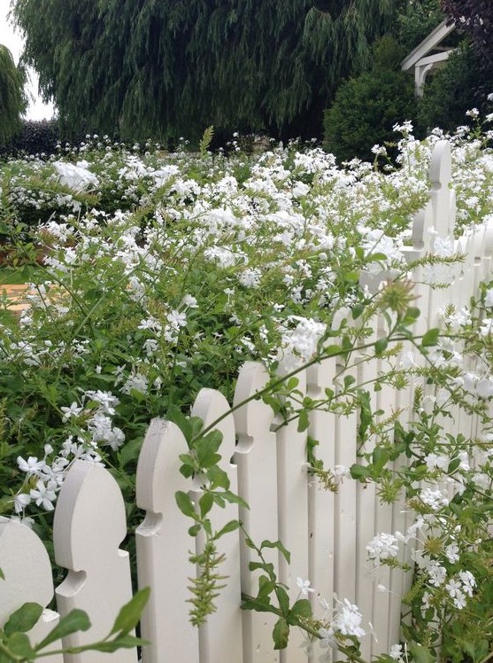 a white picket fence with lush white blooms growing along it make it fresh and beautiful