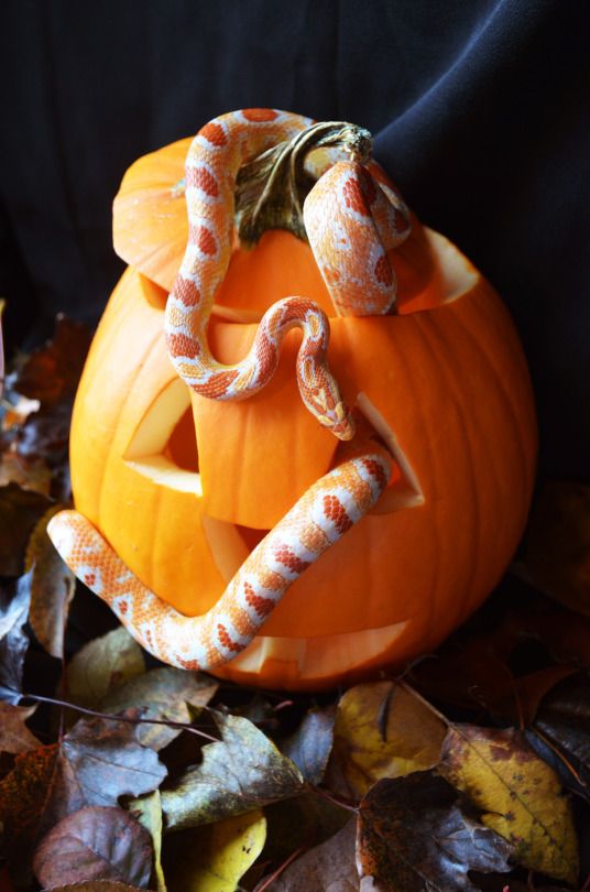 creative Halloween pumpkin decor with a bold orange resin snake is a cool way to spruce up a usual carved pumpkin