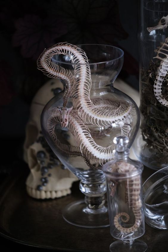 an apothecary jar with a snake skeleton is a cool decoration for Halloween, it won't take you long to make
