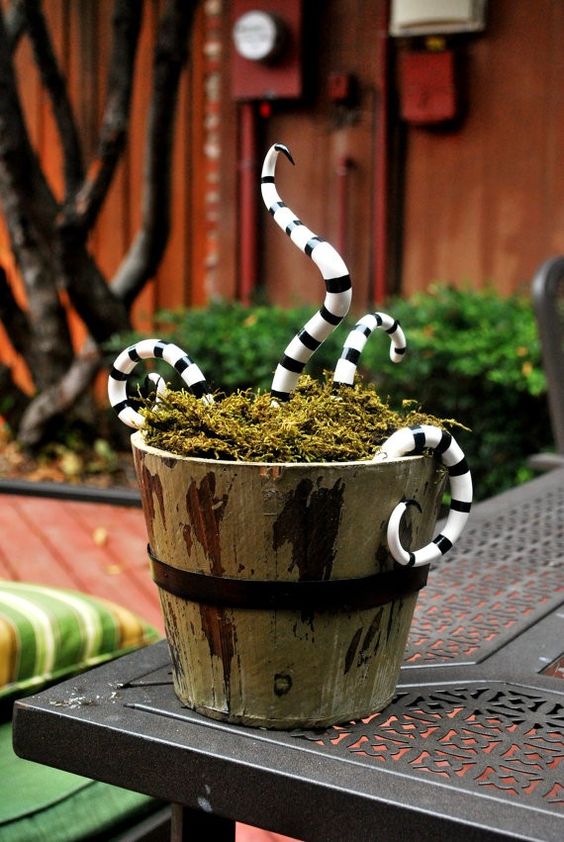 man-eating plants that look like snakes will be a nice decoration for Halloween, both indoor and outdoor