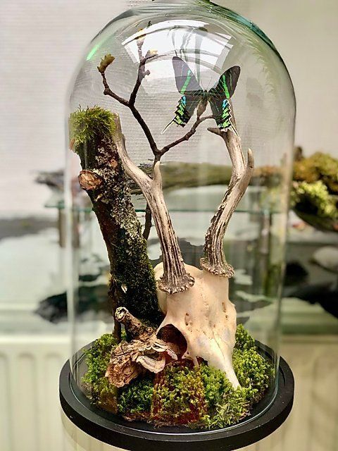 a beautiful Halloween cloche scene with greenery, a branch, a skull and abutterfly is amazing, it looks very refined