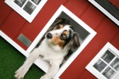 4 Luxury Dog Houses By Best Friend’s HOME