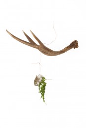 Antler Hanger