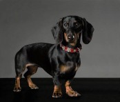 Stylish Leather Dog Collars And Leashes By Northen Moods