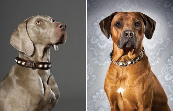 Stylish Leather Dog Collars And Leashes By Northen Moods