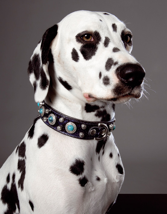 Stylish Leather Dog Collars And Leashes By Northen Moods