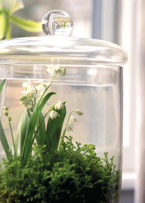 a glass jar with a lid, some greenery and lily of the valley looks like a cool and fresh spring terrarium