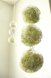 hanging down glass bubbles fileld with air plants will give a creative and bold touch to your space