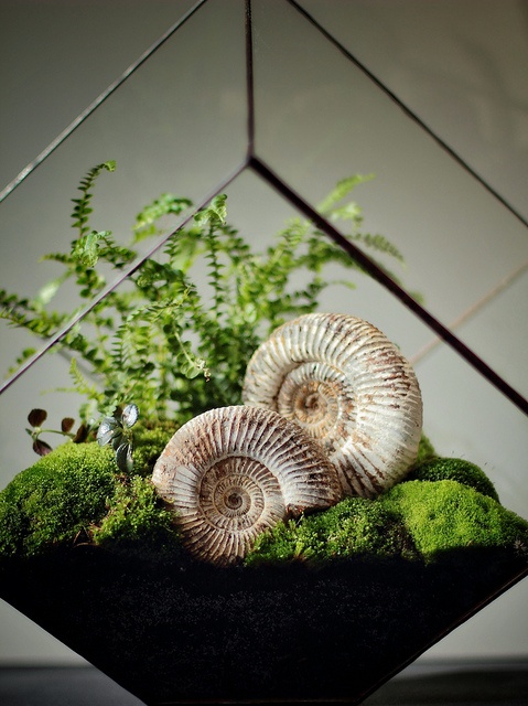 a terrarium with open facets, moss, greenery and large seashells is a lovely and bold spring decoration to rock