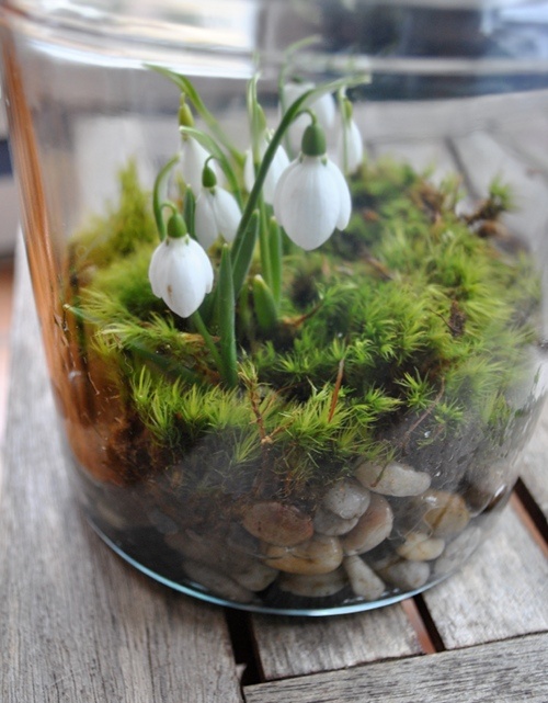 a jar with pebbles, greenery and snowdrops really looks and feels like spring and is fun and cool
