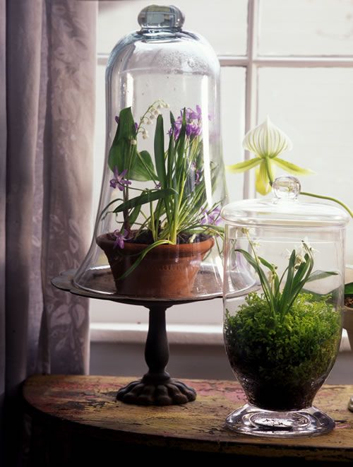 a jar with greenery and bulbs and a cloche with potted spring florals for a bright and lively spring decoration