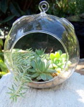 a bubble with succulents is a pretty idea not only for spring but other seasons, too