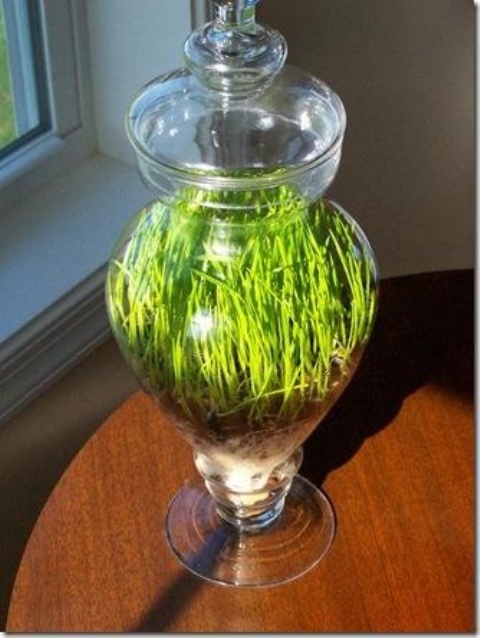 a glass jar with wheatgrass is a pretty spring decoration that looks and feels lively and fresh