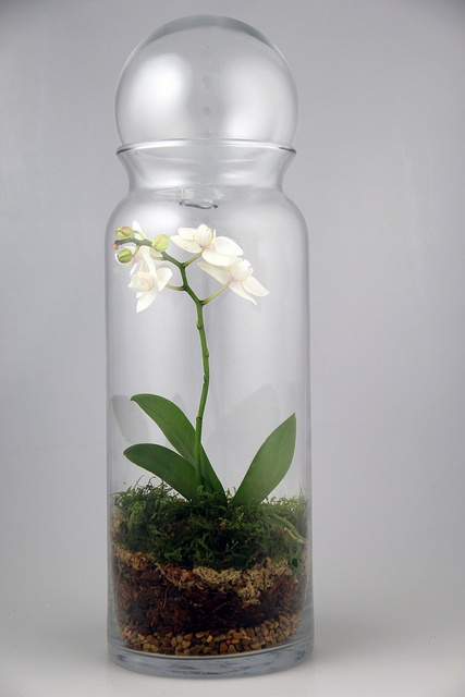 a jar with moss and orchids is a pretty idea for a spring decoration and is easy to make
