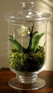 a jar with moss and a single bulb is a pretty and easy decoration to rock in spring