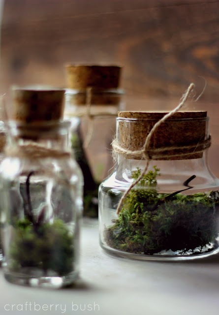 glass jars with corks and moss and greenery inside plus twine are chic mini terrariums to rock