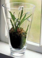 moss is a perfect addition to any spring terrarium