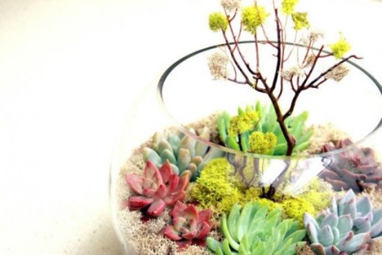a glass aquarium with moss, colorful succulents and a mini tree made with that moss is a chic and bold idea to rock